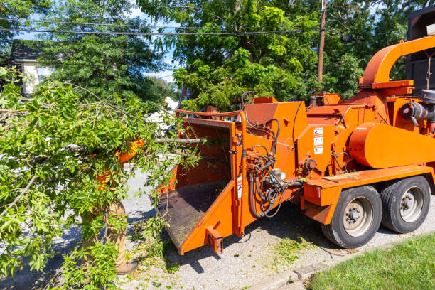 Dead Tree Removal